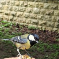 Ресторанная подача -на тарелочке. :: Александр Кондаков