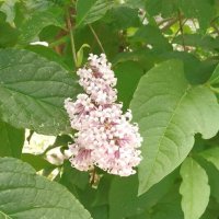 лето 2025 :: Анастасия Малыгина