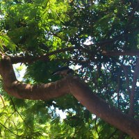 Ворона. :: Argaman Табашник