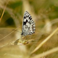 из снятого сегодня 5 :: Александр Прокудин из снятого сегодня 5 :: Александр Прокудин