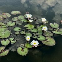 Нимфеи с облаками) :: Любовь 