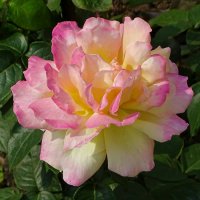 Лето и цветы :: Милешкин Владимир Алексеевич 