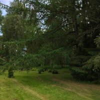 В Ботаническом саду Петрозаводска :: Ирэн 