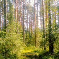 В летнем лесу :: Сергей Кочнев В летнем лесу :: Сергей Кочнев