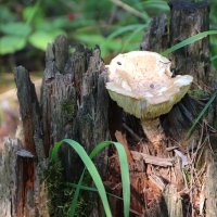 Примостился :: Любовь Сахарова