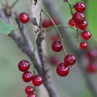 Красная смородина :: Любовь Сахарова