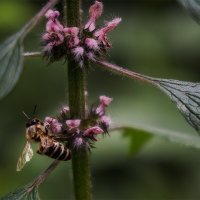 труженик :: Michel 