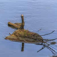 Островок :: Сергей Цветков