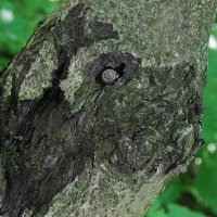 ЖИВОЙ ВЗГЛЯД :: Юрий Вовк