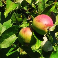 Яблоки растут :: Людмила Смородинская