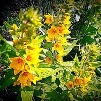 Цветы. :: Владимир Драгунский