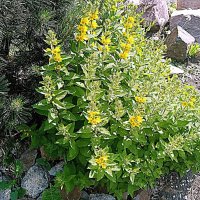 Цветы. :: Владимир Драгунский Цветы. :: Владимир Драгунский