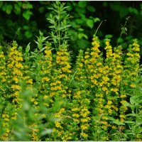 ТРАВЫ... :: Elvira E. 