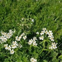 АЛЬПИЙСКИЕ ЛУГА ЛАГОНАКИ :: Tata Wolf