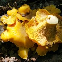 Ещё раз про лисички...:-) :: Андрей Заломленков