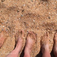 Природа Крыма :: Amazing Cosmea