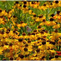 Раздолье :: Aleksandr Gal