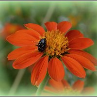 *** :: Aleksandr Gal