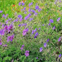 Герань луговая :: Рита Симонова