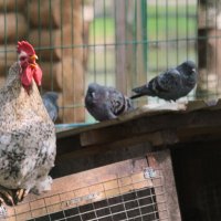 Лето. Утро на ферме. :: Арина Невская