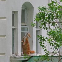 обед готов? :: ИРЭН@ .