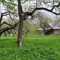 Яблоневый сад в усадьбе Ясная Поляна :: ИРЭН@ .