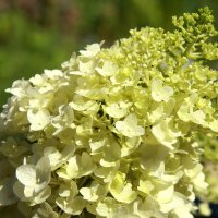 Гортензия :: Нэля Лысенко