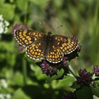 ** :: Зоя Мишина ** :: Зоя Мишина