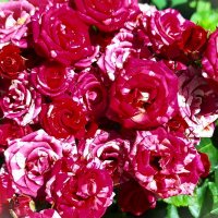 Розы :: Наталья 