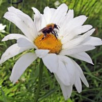 Труженик :: Ольга Довженко