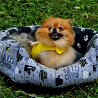 Готов служить :: Дмитрий (Горыныч) Симагин Готов служить :: Дмитрий (Горыныч) Симагин