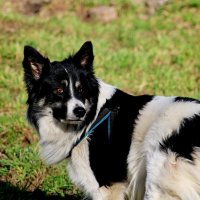 Меня зовут Бим! :: Дмитрий (Горыныч) Симагин