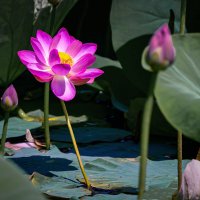 Лотос у нас на бассейне начал расцветать ... :: Евгений Хвальчев