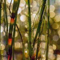 утром на пруду :: Виталий Емельянов утром на пруду :: Виталий Емельянов