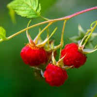 Лесная малина... :: Влад Никишин