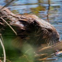Бобер парень не простой :: Алексей Сопельняк