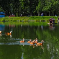 В Летнем Парке :: юрий поляков