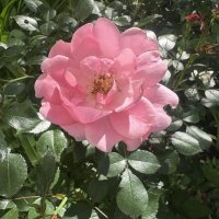 Розовая роза в розовом цвету... :: Наталия Павлова