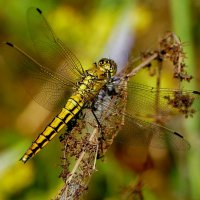 из снятого сегодня 9 :: Александр Прокудин