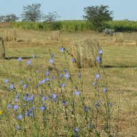 Сенокосная пора... :: Надежда Куркина 