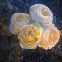 Роза :: Сапсан 