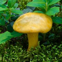 Лисичка :: Милешкин Владимир Алексеевич 