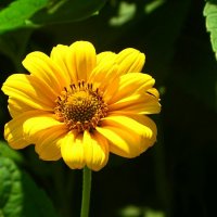 Лето и цветы :: Милешкин Владимир Алексеевич Лето и цветы :: Милешкин Владимир Алексеевич