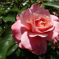 Июльская роза :: Лидия Бусурина