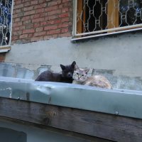 Кошачья любовь :: Mitka90 