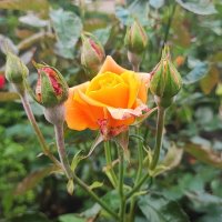 ,,, :: Сергей Тимоновский