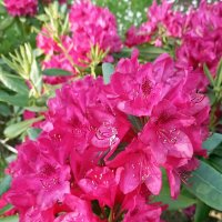 Рододендрон :: Veera V