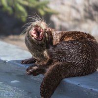 Выдра :: SanSan 