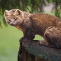 Куница :: SanSan 