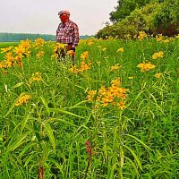 Июль...Цветочный берег протоки Сырой Аган! :: Владимир 